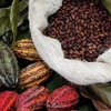 Flavanols trong cacao giúp cải thiện suy giảm trí nhớ do tuổi già