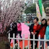 Điện Biên trồng 1.000 cây hoa anh đào Nhật Bản tại Mường Phăng