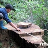 Diện tích rừng tự nhiên ở Đắk Lắk giảm hơn 74.000ha trong 10 năm