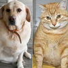 Italy: Hơn 3,5 triệu thú cưng "quá khổ" do...chủ nhà thừa cân