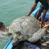 Bảo tồn hiệu quả loài rùa biển tại Vườn quốc gia Côn Đảo