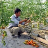 Hỗ trợ 3.000 tỷ đồng cho nông nghiệp công nghệ cao tỉnh An Giang