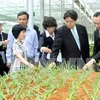 Tỉnh Miyazaki giúp Nam Định phát triển nông nghiệp công nghệ cao