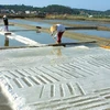 Diêm dân Bến Tre thiêt hại hàng trăm hécta muối vì mưa trái mùa