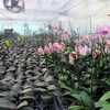 Vùng hoa Hoành Bồ đưa công nghệ cao vào các loài hoa đón Tết