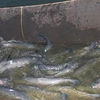 Mô hình nuôi cá trắm đen cho lợi nhuận 200 triệu đồng mỗi hécta