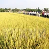 Mở rộng trồng giống lúa lai năng suất cao ở các tỉnh phía Nam