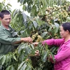 Nông dân tỉnh Lâm Đồng dốc sức chống khô hạn cho cây càphê