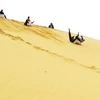 Trượt cát - Trải nghiệm thú vị dành cho du khách ở Quảng Bình