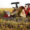 Nông dân huyện Kiến Xương sử dụng máy gặt đập liên hợp vào thu hoạch lúa vụ mùa. (Ảnh: Ngọc Hà/TTXVN)