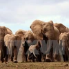 Đàn voi châu Phi tại Công viên Quốc gia Addo Elephant, Nam Phi. (Nguồn: AFP/TTXVN)