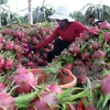 Huyện Châu Thành, tỉnh Long An thực hiện hiệu quả đề án chuyển đổi cơ cấu cây trồng. (Nguồn: TTXVN)