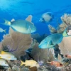 Một rạn san hô ở Key Largo, Florida. (Nguồn: Getty Images)