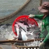 Thu hoạch cá tra ở An Giang. (Ảnh: Công Mạo/TTXVN)