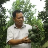  Ông Hà Tấn Tâm chăm sóc vườn trái cây của gia đình. (Ảnh: Duy Khương/TTXVN) 