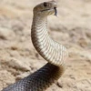 Loài rắn nâu miền đông. (Nguồn: AFP)