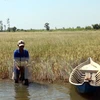 Nông dân tại ấp Hai Trong, xã Nam Yên, huyện An Biên, Kiên Giang bên ruộng lúa mùa bị lép hạt, thiệt hại trên 90% do nhiễm mặn. (Ảnh: Lê Huy Hải/TTXVN)