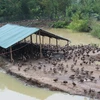  (Ảnh: Sỹ Tuyên/Vietnam+)