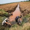 Những con kênh phục vụ tưới tiêu cho đồng ruộng ở xã Hưng Yên, huyện An Biên bị nhiễm mặn trầm trọng. (Ảnh: Trọng Đạt/TTXVN)