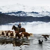 Một chủ trại dẫn đàn bò qua hồ nước ở Patagonia, Chile. (Nguồn: NatGeo)