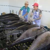 Công nhân sơ chế cá ngừ đại dương tại Cảng cá Tam Quan, huyện Hoài Nhơn. (Ảnh: Viết Ý/TTXVN)