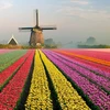'Cầu vồng' hoa tulip rực rỡ sắc màu tại Hà Lan. (Nguồn: NatGeo)