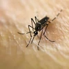 Muỗi Aedes Aegypty - vật trung gian chính truyền virus Zika . (Nguồn: AFP/TTXVN)