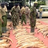 Cảnh sát Kenya bên số ngà voi thu giữ tại Mombasa. Ảnh minh họa. (Nguồn: AFP/TTXVN)