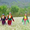 Vẻ đẹp hoa tam giác mạch ở Hà Giang. (Ảnh: Minh Đức/TTXVN)
