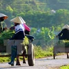 Ảnh minh họa. (Nguồn: TTXVN)