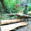 Hiện trường vụ phá rừng phòng hộ huyện Vĩnh Thạnh. (Ảnh: Nguyên Linh/TTXVN)