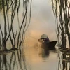 Thân cò. (Nguồn: NatGeo)