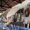 Quảng Ngãi: Khôi phục bộ xương cá voi ở huyện đảo Lý Sơn