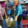 Thương lái đến thu mua cá bè quỵt. (Ảnh: Trịnh Bang Nhiệm/TTXVN) 