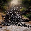 Cuộc đại di cư qua sông Mara của đàn dê rừng ở Maasai Mara, Kenya. (Nguồn: NatGeo)