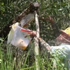Nông dân thu hoạch mật ong rừng trên lâm phần rừng tràm U Minh hạ. (Ảnh: Trần Quốc La/TTXVN)