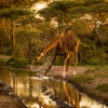 Con hươu cao cổ lắc nước sau khi uống từ Hồ Masek ở Tanzania. (Nguồn: NatGeo)