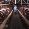 Nhân viên thú y phun thuốc tiêu độc, khử trùng khu vực chăn nuôi gà đẻ trứng quy mô trang trại của một gia đình. (Ảnh: Vũ Sinh/TTXVN)