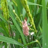 Trứng ốc bươu vàng xuất hiện nhiều trên ruộng lúa. (Ảnh: TTXVN)