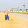 Đường tỉnh lộ rộng 12m được nông dân xã Thanh Liêm tận dụng làm sân phơi lúa. (Ảnh: Đại Nghĩa/TTXVN)
