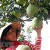 Nông dân xã Hòa Hiệp (huyện Tam Bình, Vĩnh Long) thu hoạch bưởi năm roi, một trong những cây ăn quả đặc sản của tỉnh. (Ảnh: Đình Huệ/TTXVN)
