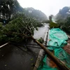 Bão Mangkhut khiến nhiều cây cối gãy đổ gây cản trở giao thông ở tỉnh Quảng Đông, Trung Quốc ngày 16/9. (Ảnh: THX/TTXVN)