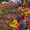 Lễ hội hoa xuân đặc sắc Floriade 2018 trưng bày hơn 1 triệu loài hoa và thực vật. (Ảnh: Khánh Linh/Vietnam+)