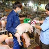 Tiêm phòng vắcxin cho đàn lợn nuôi. Ảnh minh họa. (Ảnh: Mạnh Linh/TTXVN)