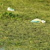 Kênh Tây, thành phố Tây Ninh xuất hiện dày đặc bèo tây, cỏ cùng với lượng lớn rác thải nằm lềnh bềnh trên mặt nước. (Ảnh: Thanh Tân/TTXVN)