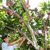 Cây cacao trồng xen trong vườn dừa của một hộ nông dân ở Bến Tre đang cho thu hoạch. (Ảnh: Đình Huệ/TTXVN)