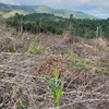 Diện tích rừng bị tàn phá tại khoảnh 3, Tiểu khu 1396, xã Chư Drăng, huyện Krông Pa. (Ảnh: Hồng Điệp/TTXVN)