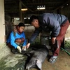 Cán bộ thú y xã Thanh Chăn kiểm tra một con lợn chết nghi bệnh lở mồm long móng. (Ảnh: Phan Tuấn Anh/TTXVN)