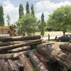 Số gỗ tang vật được lực lượng chức năng thu giữ. (Ảnh: Quang Huy/TTXVN)