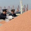 Kiểm tra lúa miến nhập khẩu từ Mỹ tại cảng Nhật Chiếu, tỉnh Sơn Đông, Đông Trung Quốc. (Nguồn: Chinadaily/China News Service)